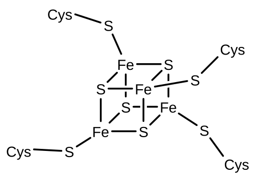 فيريدوكسين (4Fe-4S-كوبان)