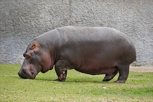 فرس النهر (Hippopotamus amphibius)، نوع معرض للخطر من أفريقيا