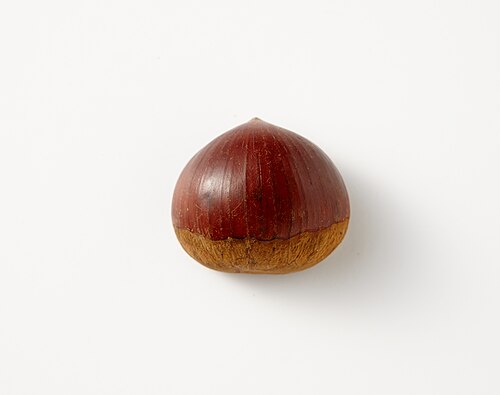 Chestnut fruit