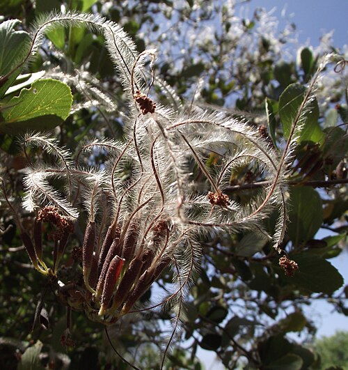 خشب الماهوجني الجبلي (Cercocarpus betuloides)