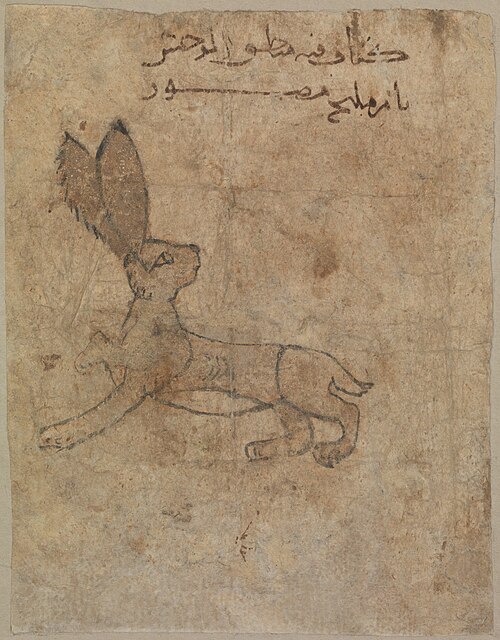 رسم توضيحي لأرنب بري من القرنين الحادي عشر والثاني عشر من كتاب حيوانات مفقود، الفسطاط، متحف متروبوليتان للفنون