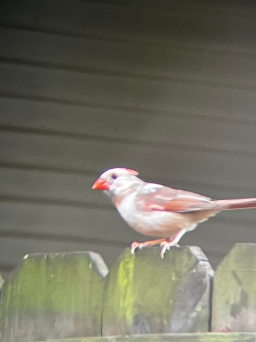 الكاردينال الشمالي (Cardinalis Cardinalis) مع ابيضاض جزئي