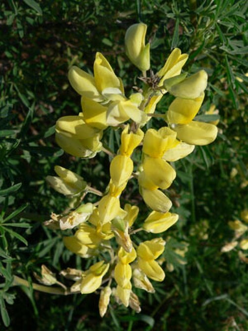 نورة نبات الترمس الشجري (Lupinus arboreus)