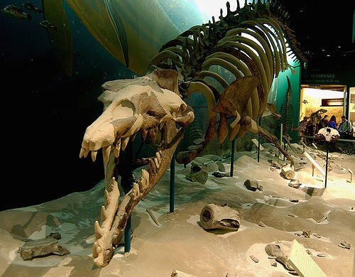 هيكل عظمي متحجر لـ Basilosaurus cetoides من ولاية ألاباما