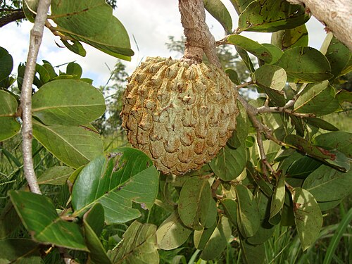 ثمرة نبات A. crassiflora