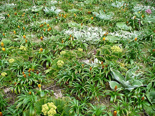 Bulbinella rossii و Azorella polaris ونوعان من Pleurophyllum