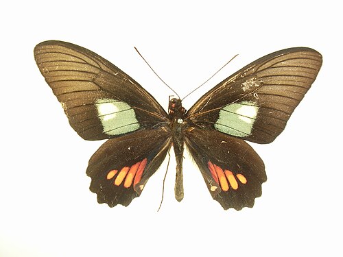 أنثى Parides arcas تشكل أنثياس