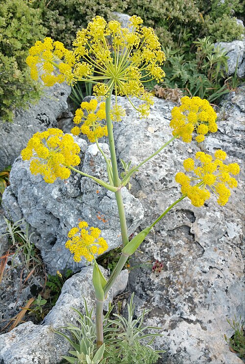Ferula tingitana: هوية محتملة للسيلفيوم