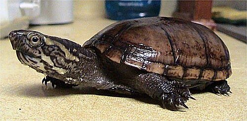 سلحفاة ميسيسيبي الطينية، Kinosternon subrubrum hippocrepis