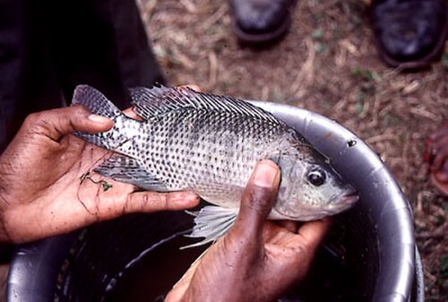 يتم تربية سمك البلطي النيلي (Oreochromis niloticus) على نطاق واسع كسمك غذائي في أجزاء كثيرة من العالم.