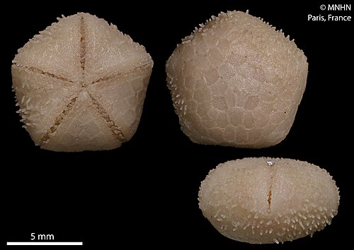 Podosphaeraster gustavei، وهو Podosphaerasteridae