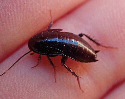 مثال على فطر Tryonicus parvus الموجود في أوكلاند، نيوزيلندا. ينتشر هذا الفطر بكثرة تحت جذوع الأشجار والألواح الخشبية في غابات أشجار الكينا. وهو قادر على إطلاق رائحة كريهة عند لمسه.