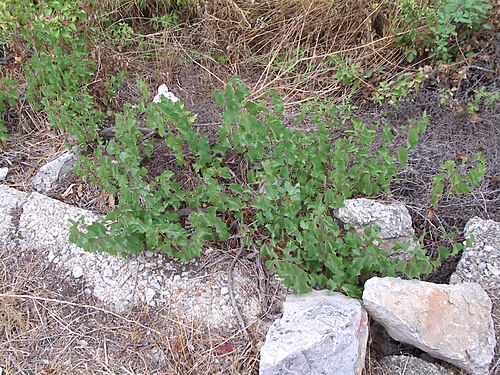 ينمو نبات العنب الصخري (Vitis rupestris) في جنوب فرنسا.