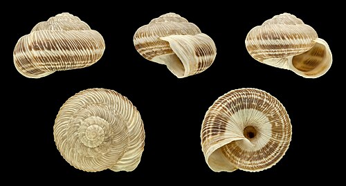Xerosecta submoesta (الشكل المخطط)