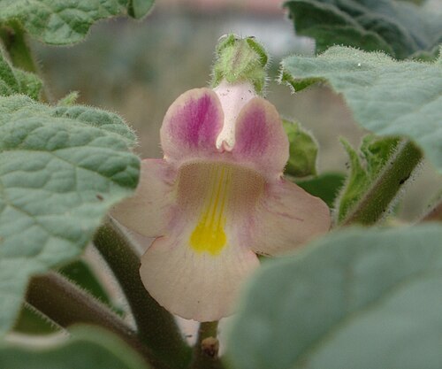 زهرة P. parviflora ssp. بارفيفلورا فار. هوهوكاميانا