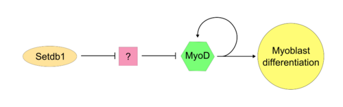مسار محتمل لـ Stdb1/MyoD.