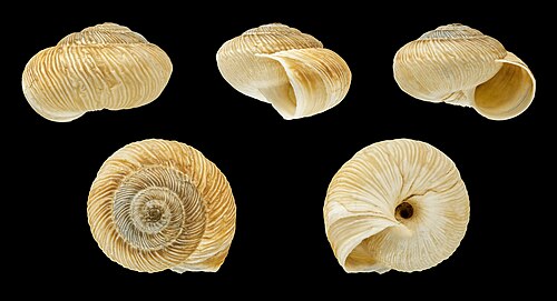 Xerosecta submoesta (النوع البني)