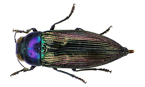 يوريثيريا النمسا (Buprestinae)