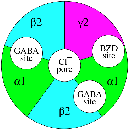 يوضح الشكل مُركّب مستقبلات GABA<sub>A</sub> حيث تترتب الوحدات الفرعية الخمس (اثنتان ألفا، واثنتان بيتا، وواحدة غاما) بشكل متناظر على هيئة خماسي حول مسام توصيل أيوني مركزي. يقع موقعا ارتباط GABA بين الوحدتين الفرعيتين ألفا وبيتا، بينما يقع موقع ارتباط البنزوديازيبين الوحيد بين الوحدتين الفرعيتين ألفا وغاما.