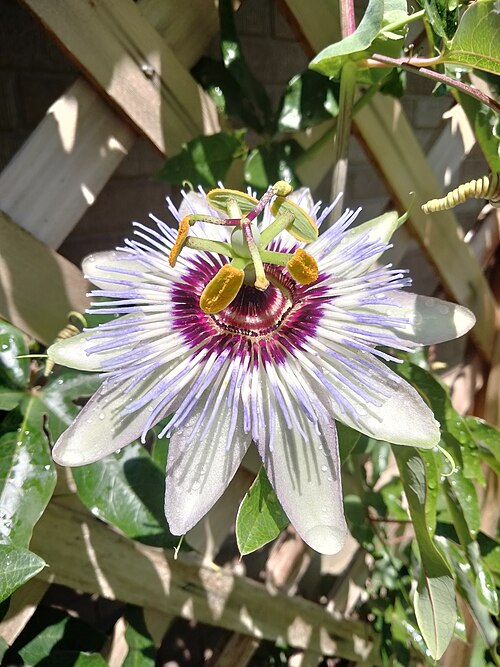 Passiflora caerulea 'Clear Sky'، مجموعة رباعية الصيغة الصبغية من P. caerulea