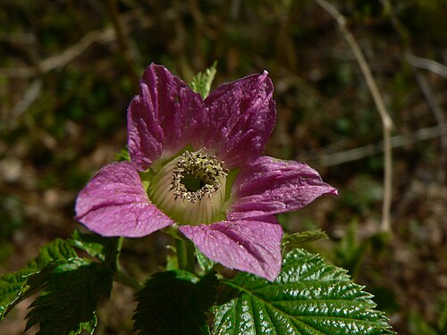 سلمونبيري (Rubus spectabilis)