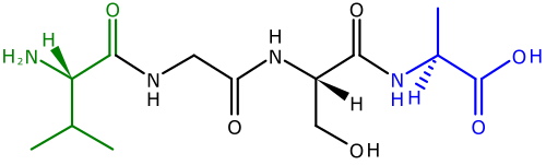 يُطلق على طرفي عديد الببتيد اسم الطرف الأميني (N-terminus) والطرف الكربوكسيلي (C-terminus). يتكون هذا الببتيد من أربعة أحماض أمينية مرتبطة ببعضها. على اليسار يظهر الطرف الأميني (N-terminus) بمجموعته الأمينية (H2N) باللون الأخضر. أما الطرف الكربوكسيلي (C-terminus) باللون الأزرق، بمجموعته الكربوكسيلية (CO2H)، فيظهر على اليمين.