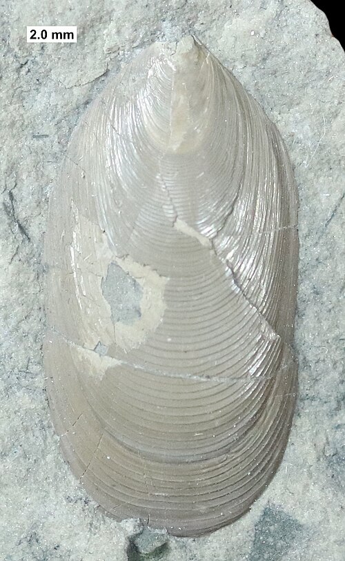 ذراعية الأرجل اللغوية Barroisella