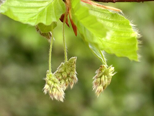 أزهار F. sylvatica