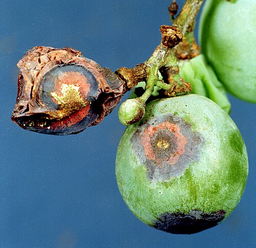 آثار مرض عين الطائر (أو الأنثراكنوز)