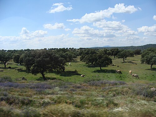 أشجار البلوط دائمة الخضرة (Quercus ilex) في ديسا دي مونفراغوي.