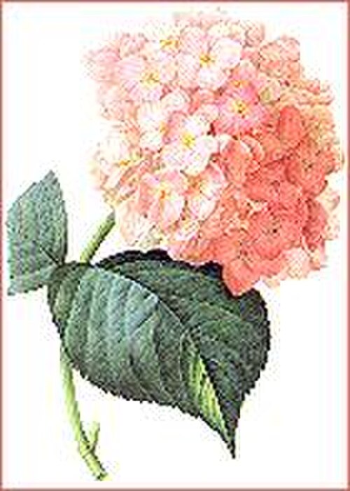رسم الفنان النباتي ريدوتيه زهرة الكوبية (Hydrangea sp).
