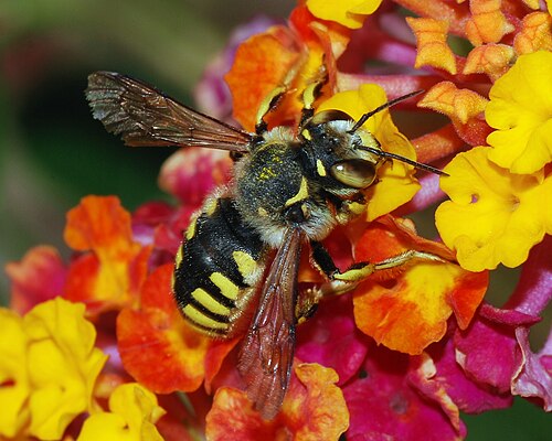 نحلة انفرادية، أنتيديوم فلورنتينوم (عائلة Megachilidae)، تزور لانتانا