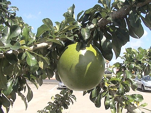 Crescentia cujete، أو فاكهة الكالاباش، المارتينيك.