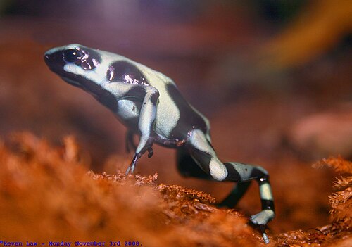 ضفدع سام أخضر وأسود، Dendrobates auratus