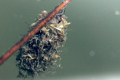 حالة يرقات دودة Limnephilus stigma