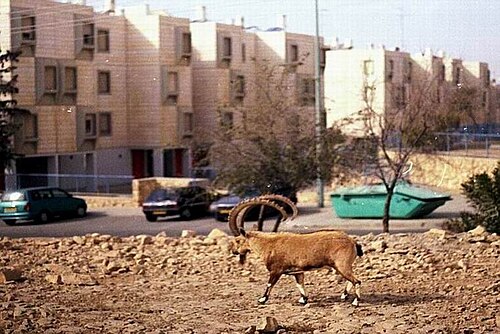 مشهد شارع ميتزبي رامون
