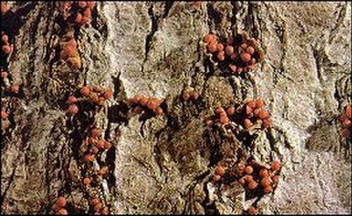 الأجسام الثمرية لفطر Neonectria faginata، العامل المسبب لمرض لحاء الزان