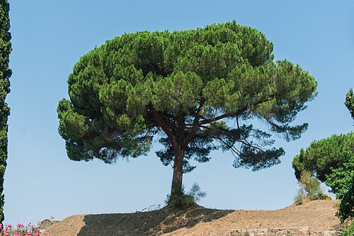 شجرة في بومبي