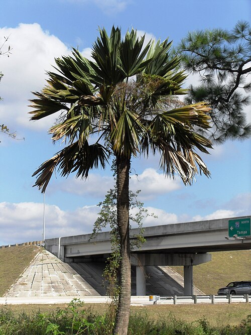 نبات S. palmetto 'Lisa' في فورت مايرز، فلوريدا