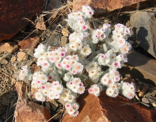 Helichrysum roseo-niveum في ناميبيا