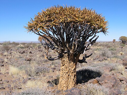 شجرة جعبة في جنوب ناميبيا.