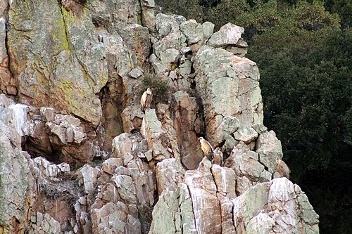 نسور غريفون (Gyps fulvus) في صخور مونفراغوي.