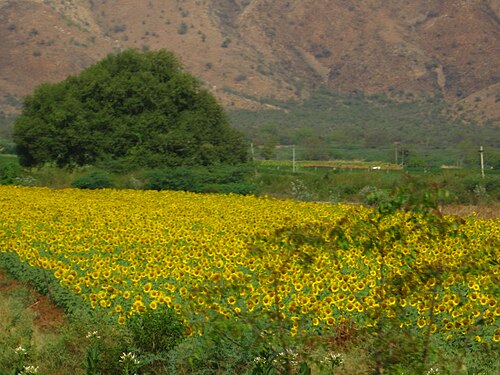 زراعة عباد الشمس عند سفح كومبوم في نالامالا