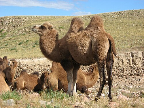 منغوليا