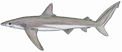 سمكة القرش النحاسية (Carcharhinus brachyurus)
