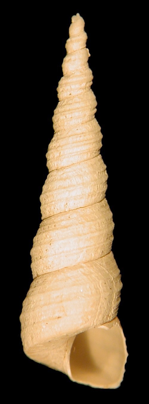Turritella communis، صدفة حلزون البرج متعددة اللفائف