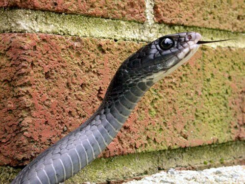 ثعبان السباق الأسود الشمالي البالغ، C. c. constrictor