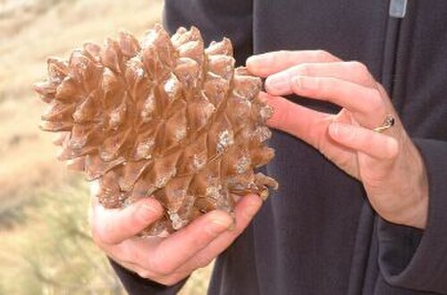 مخروط نبات P. sabiniana