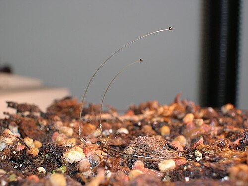 يُظهر فطر Phycomyces أيضًا خاصية الانتحاء الضوئي
