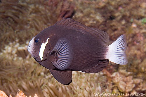 صورة للأنواع